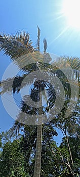 Coconut tree below the sun