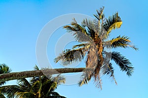 Coconut tree bend with blue sky