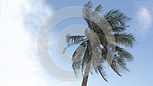 Coconut tree bend trunk blue sky concept