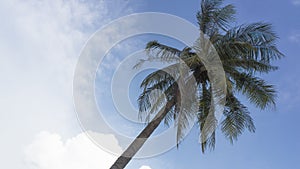 Coconut tree bend trunk blue sky concept