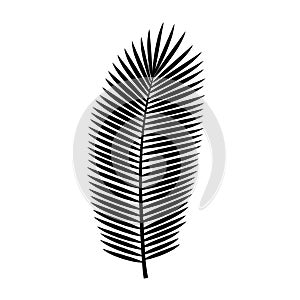 Coconut tree black silhouette leaf. vector icon