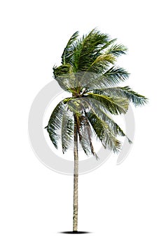 Coconut tree blowing in the wind isolated