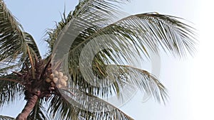Coconut tree blown away by the wind