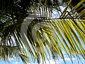 Coconut tree with blue sky