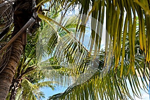 Coconut tree with blue sky