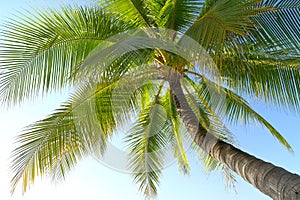 Coconut tree and blue sky