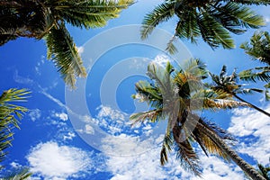 Coconut tree at blue sky