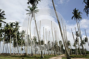 Coconut tree with blue sky