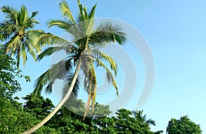 Coconut tree blue sky abckground