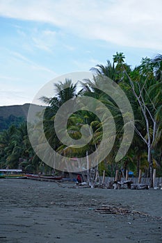 coconut tree with blue sky background in the beach