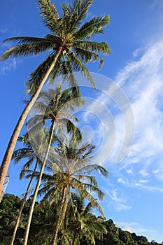 Coconut tree on blue sky background