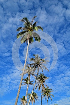 Coconut Tree & Blue Sky