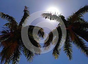 Coconut tree blue sky two coconuttree sun