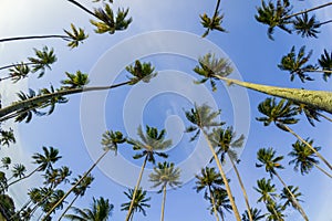 Coconut tree and blue sky