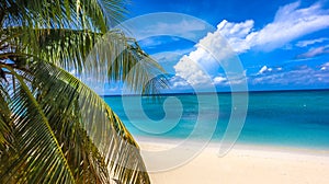 Coconut tree branch and Beautiful Cayman Islands Grand Cayman Seven Mile Beach Pristine