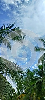 coconut tree branches and blue sky wit cloud photo