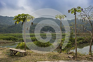 Coco un árbol Área 