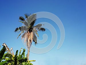 Coconut tree on bright clearly sky background.