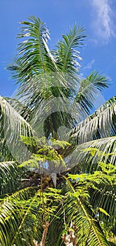 Coconut tree on bule coulds.