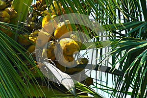 Coconut tree with bunch of coconuts