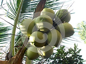 Coconut tree and bunch of fruit
