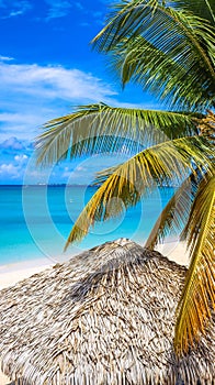 Coconut tree, Cabana roof and Beautiful Cayman Islands Grand Cayman Seven Mile Beach Pristine