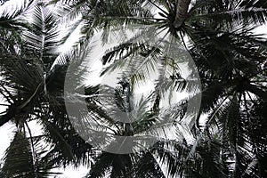Coconut tree canopy silhouette, Low angle