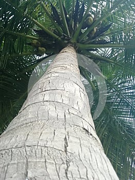 Coconut tree