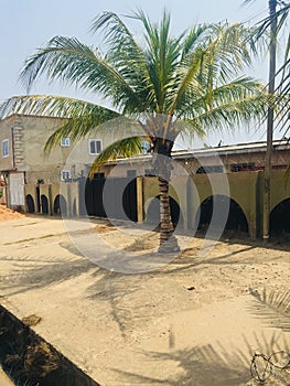 Coconut tree at a cemented place