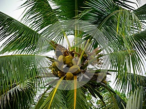 Coconut tree in the city park