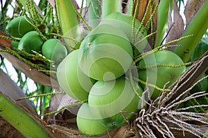 Coconut tree with coconut