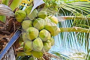 Coconut tree with coconut fruit