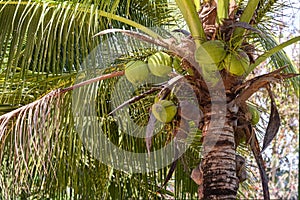 Coconut tree with coconuts