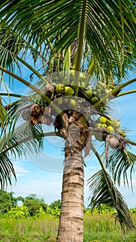 Coconut tree and coconuts on blue sky
