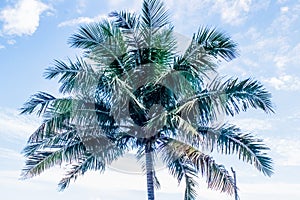 Coconut tree with coconuts, Brazol