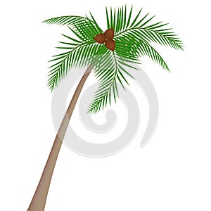 Coconut tree with coconuts isolated on white background.