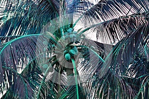 Coconut tree with coconuts in the tropics