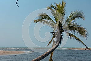 A coconut tree Cocos  is growing over the ozean - blue sky in paradise photo