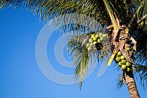 Coconut palm tree with many bunches, with blue sky in the background photo