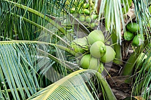 Coconut tree, Cocos nucifera is a member of the palm tree family, Arecaceae and the only living species of the genus Cocos