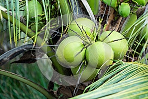 Coconut tree, Cocos nucifera is a member of the palm tree family, Arecaceae and the only living species of the genus Cocos