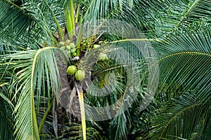 Coconut tree, Cocos nucifera is a member of the palm tree family, Arecaceae and the only living species of the genus Cocos