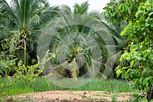 Coconut tree, Cocos nucifera is a member of the palm tree family, Arecaceae and the only living species of the genus Cocos