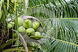 Coconut tree, Cocos nucifera is a member of the palm tree family, Arecaceae and the only living species of the genus Cocos