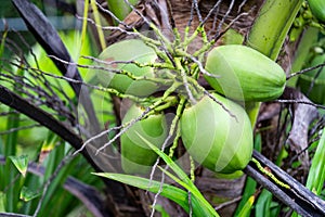 Coconut tree, Cocos nucifera is a member of the palm tree family, Arecaceae and the only living species of the genus Cocos