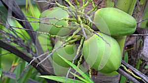 Coconut tree, Cocos nucifera is a member of the palm tree family, Arecaceae and the only living species of the genus Cocos.