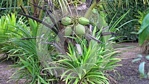 Coconut tree, Cocos nucifera is a member of the palm tree family, Arecaceae and the only living species of the genus Cocos.