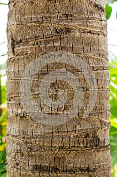 Coconut tree Cocos nucifera trunk bark, closeup - Pembroke Pines, Florida, USA