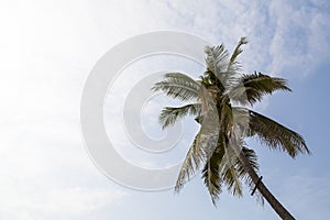 Coconut tree with coludy sky and surfaced photo