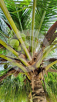 Coconut Tree Common Sight in Tropical Philippine Islands